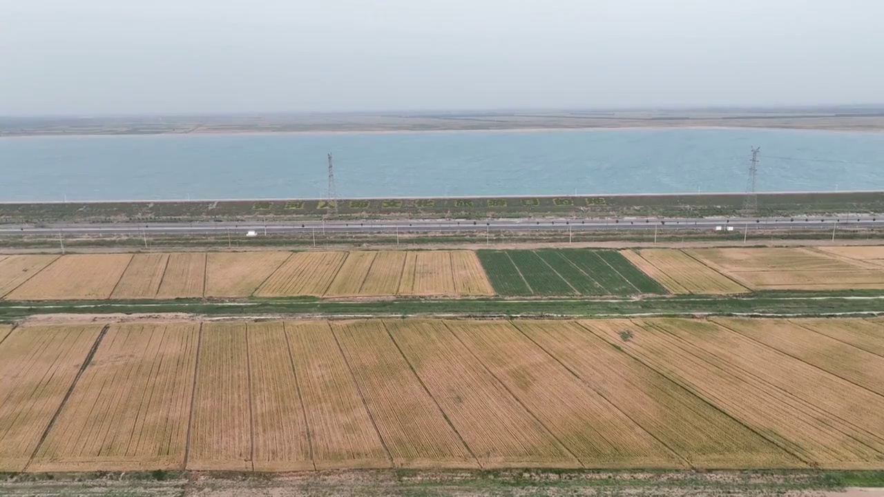 航拍东营广饶的金色麦田视频素材