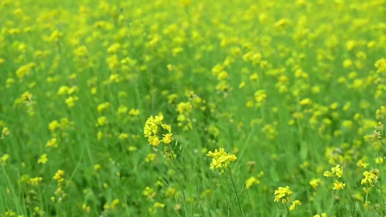 春天的油菜花海视频素材