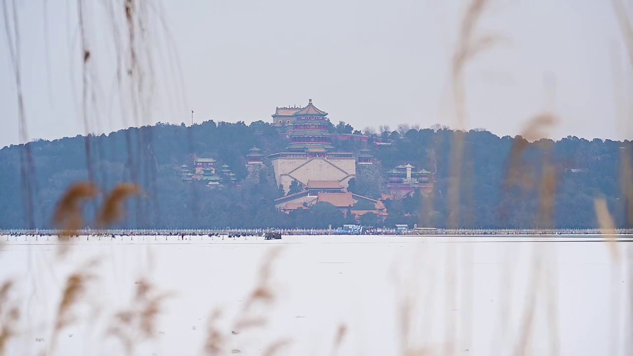 北京颐和园佛香阁和微风吹动的芦苇视频素材