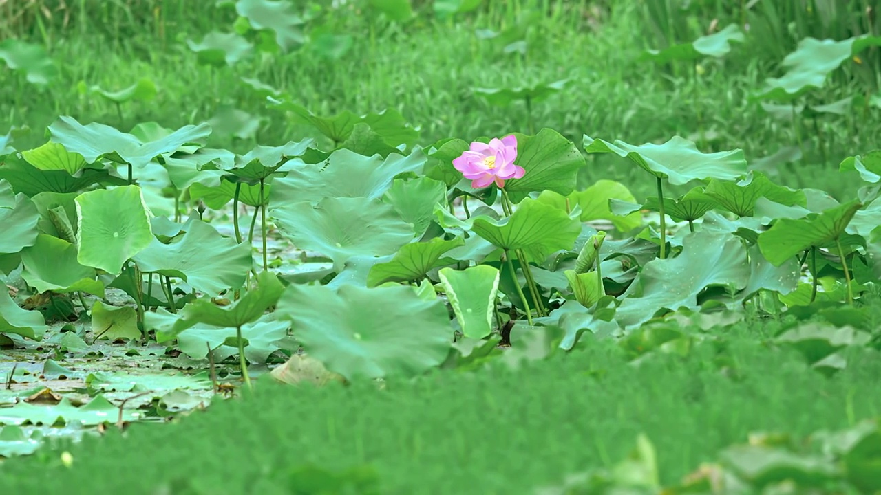 荷花视频素材