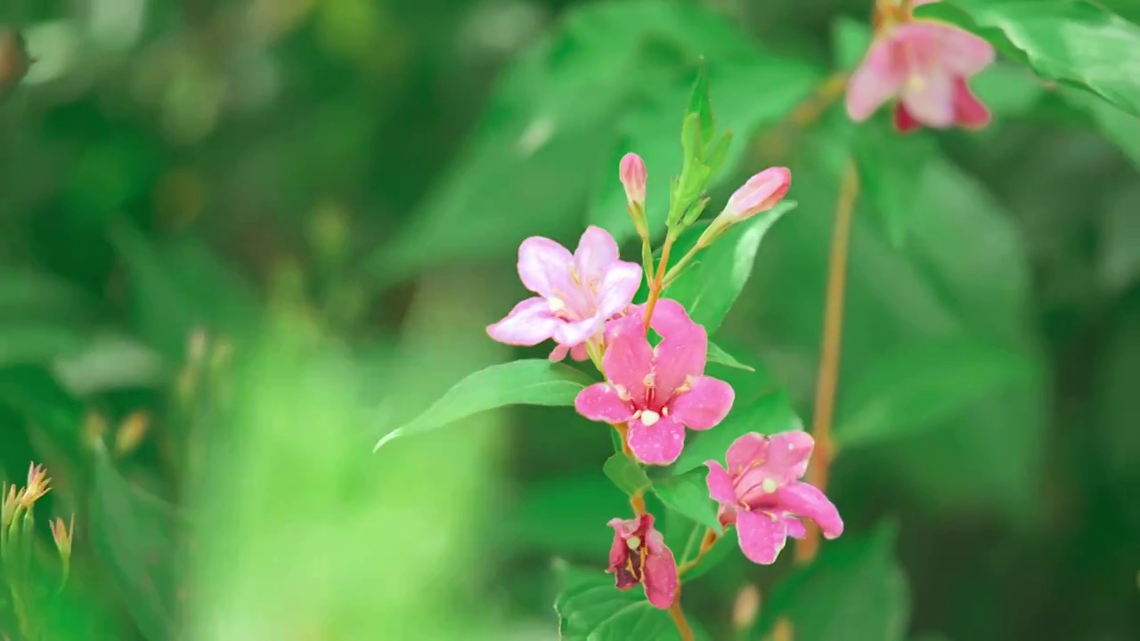 花视频素材