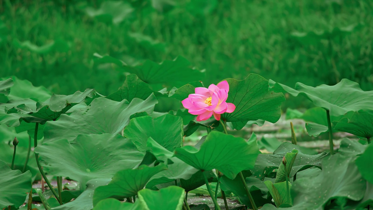 荷花视频素材