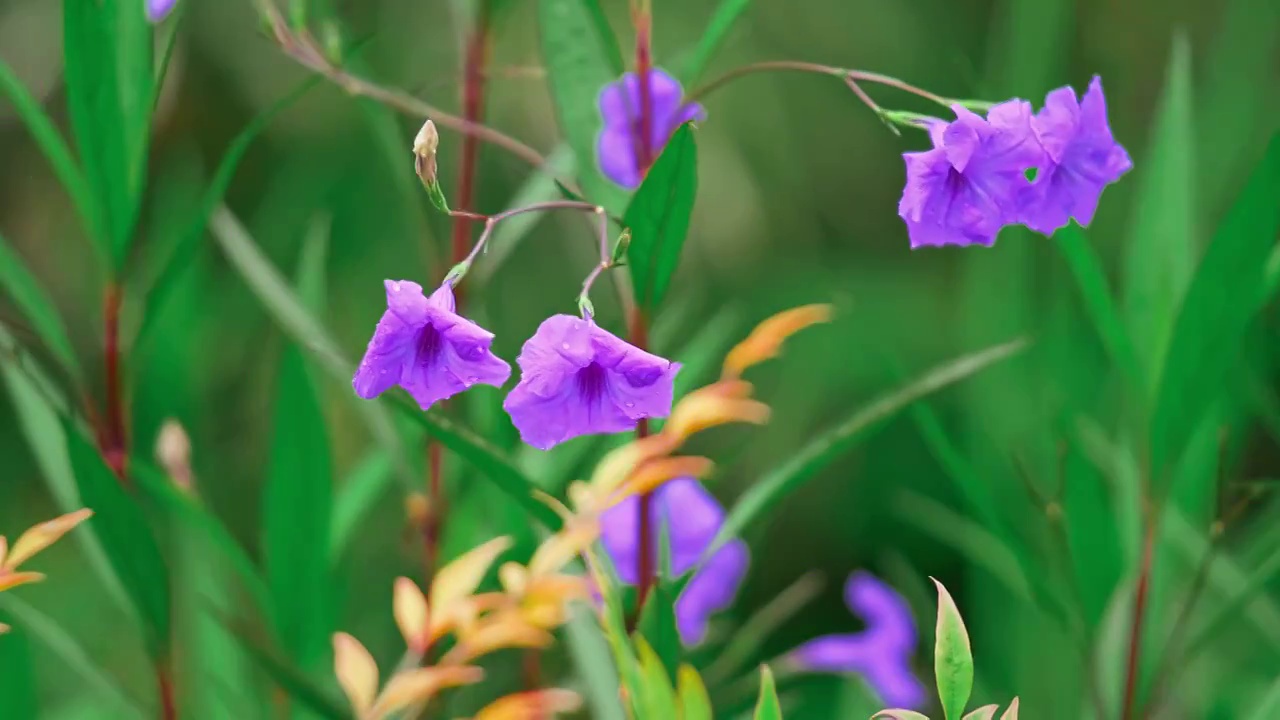 花视频素材