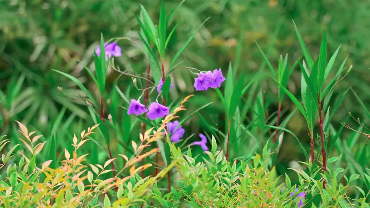 花视频素材