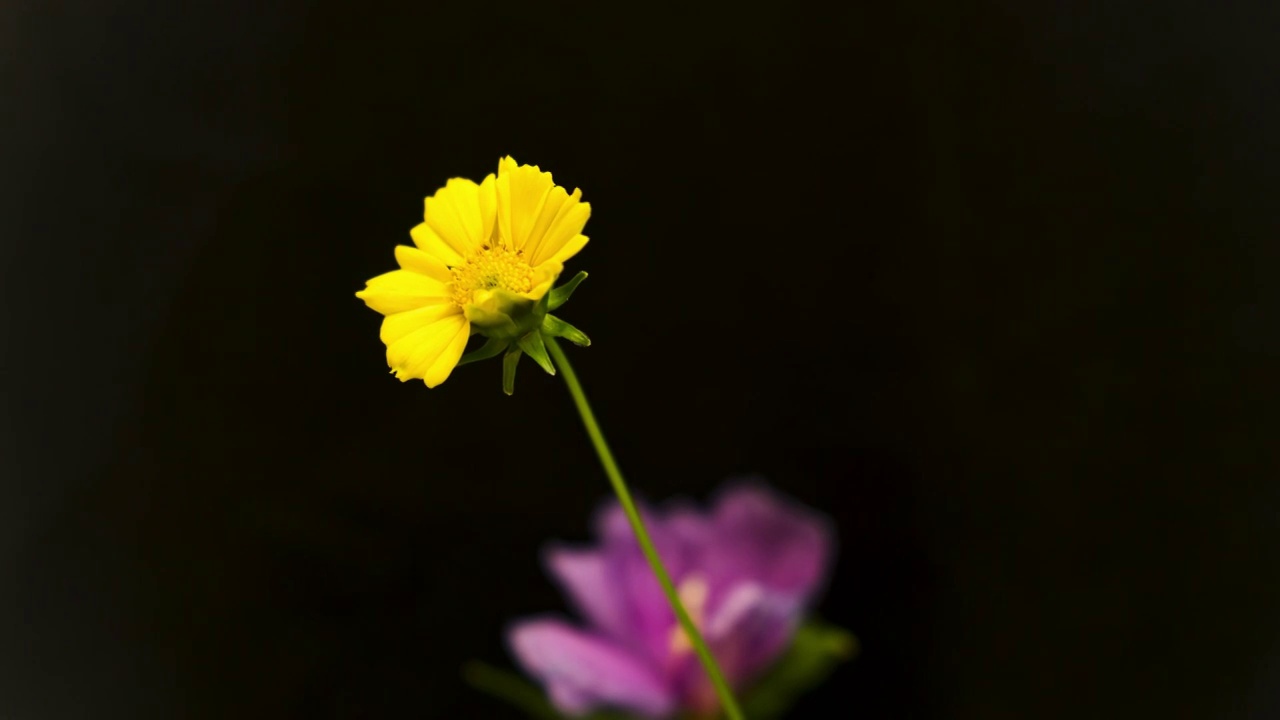 雏菊花开视频素材