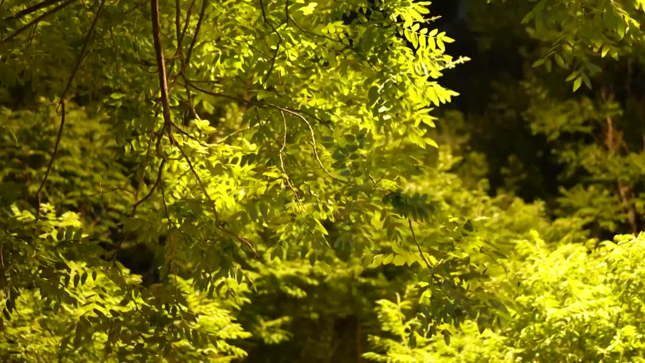 夜晚灯光树枝树叶视频素材