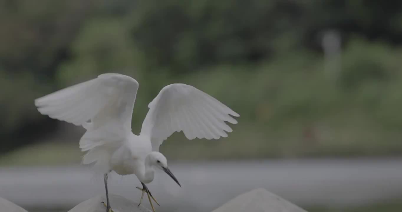 河边白鹭特写视频素材