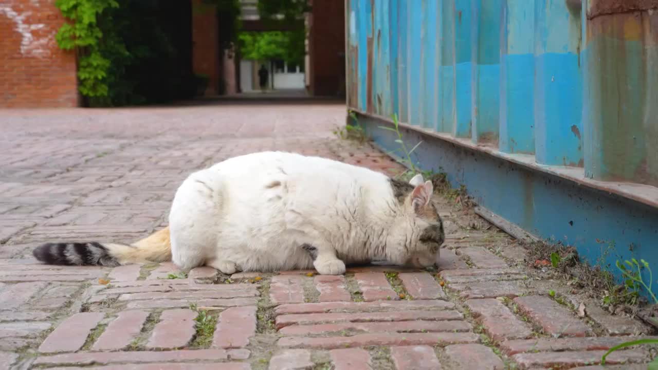 流浪猫在地上吃东西视频素材