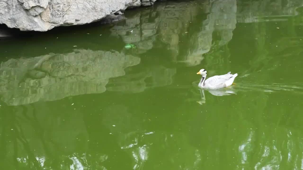 鸭子斑头雁在水面游过视频素材