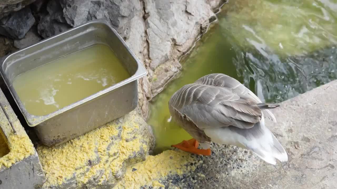 鸭子在吃饲料粗粮鸭子养殖视频素材