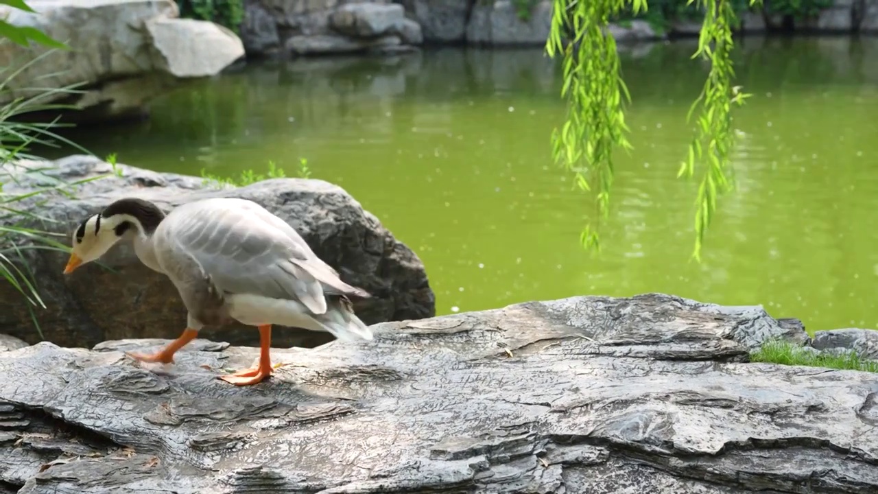 鸭子走过小桥园林生态视频素材