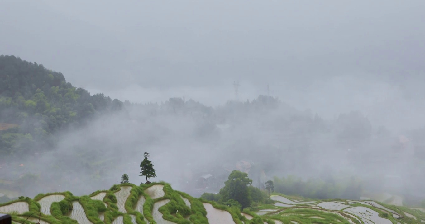 浙江丽水云和高山梯田稻田烟雨朦胧风光视频素材