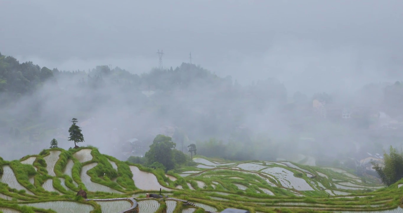 浙江丽水云和高山梯田稻田烟雨朦胧风光视频素材