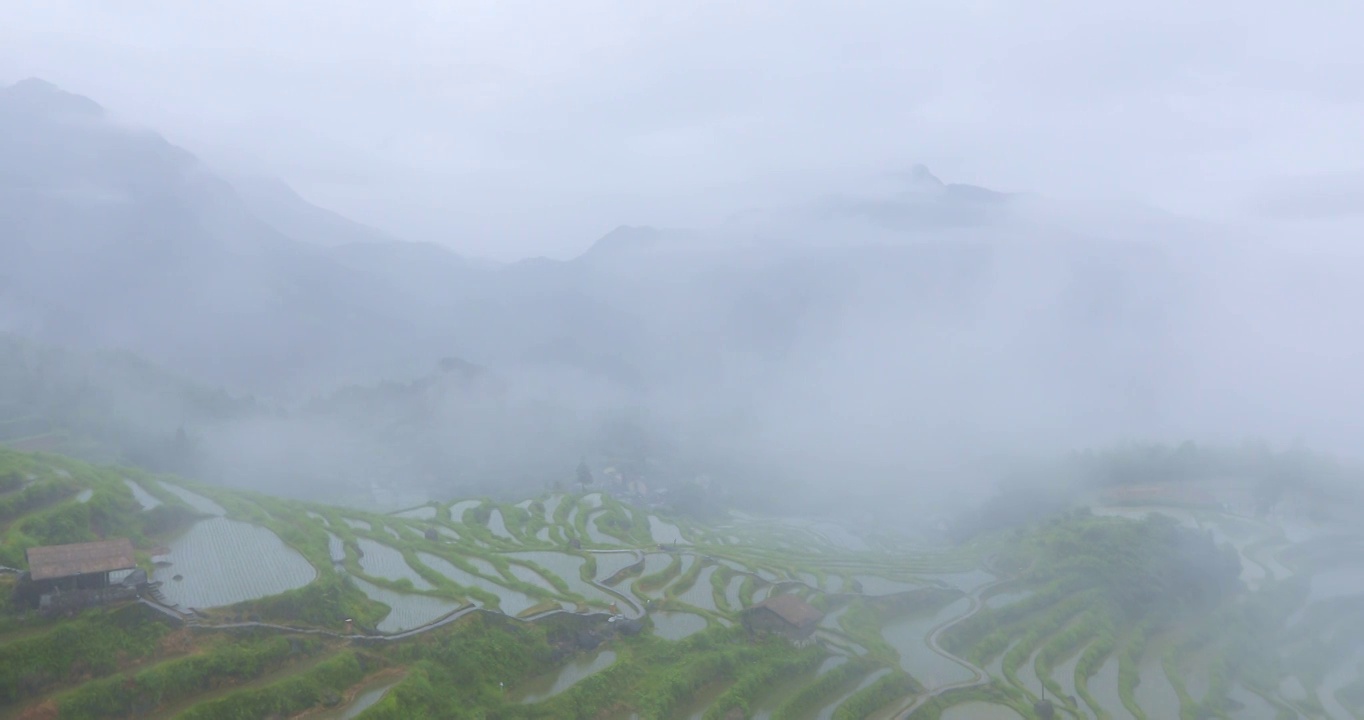 浙江丽水云和高山梯田稻田烟雨朦胧风光视频素材