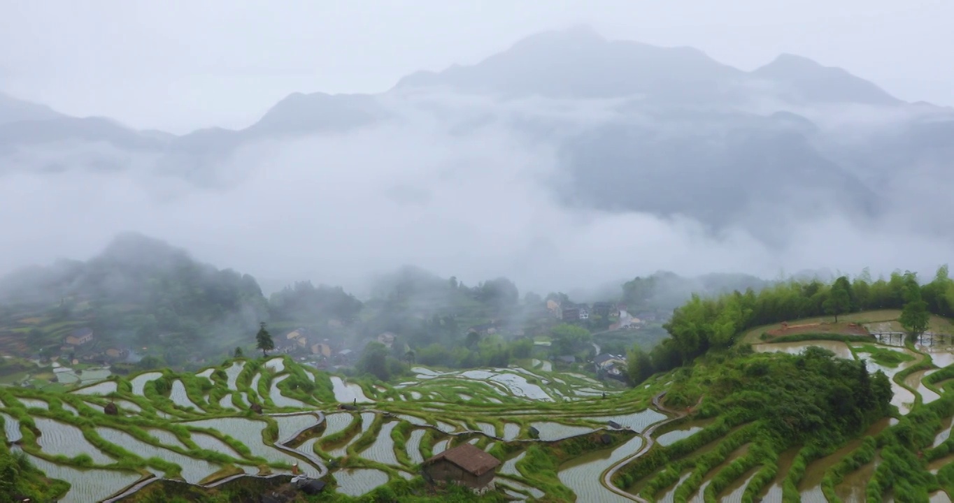 浙江丽水云和高山梯田稻田烟雨朦胧风光视频素材