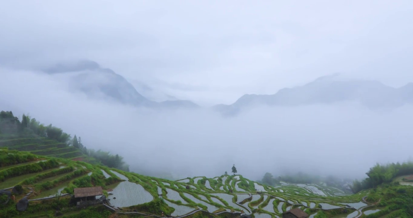 浙江丽水云和高山梯田稻田烟雨朦胧风光视频素材