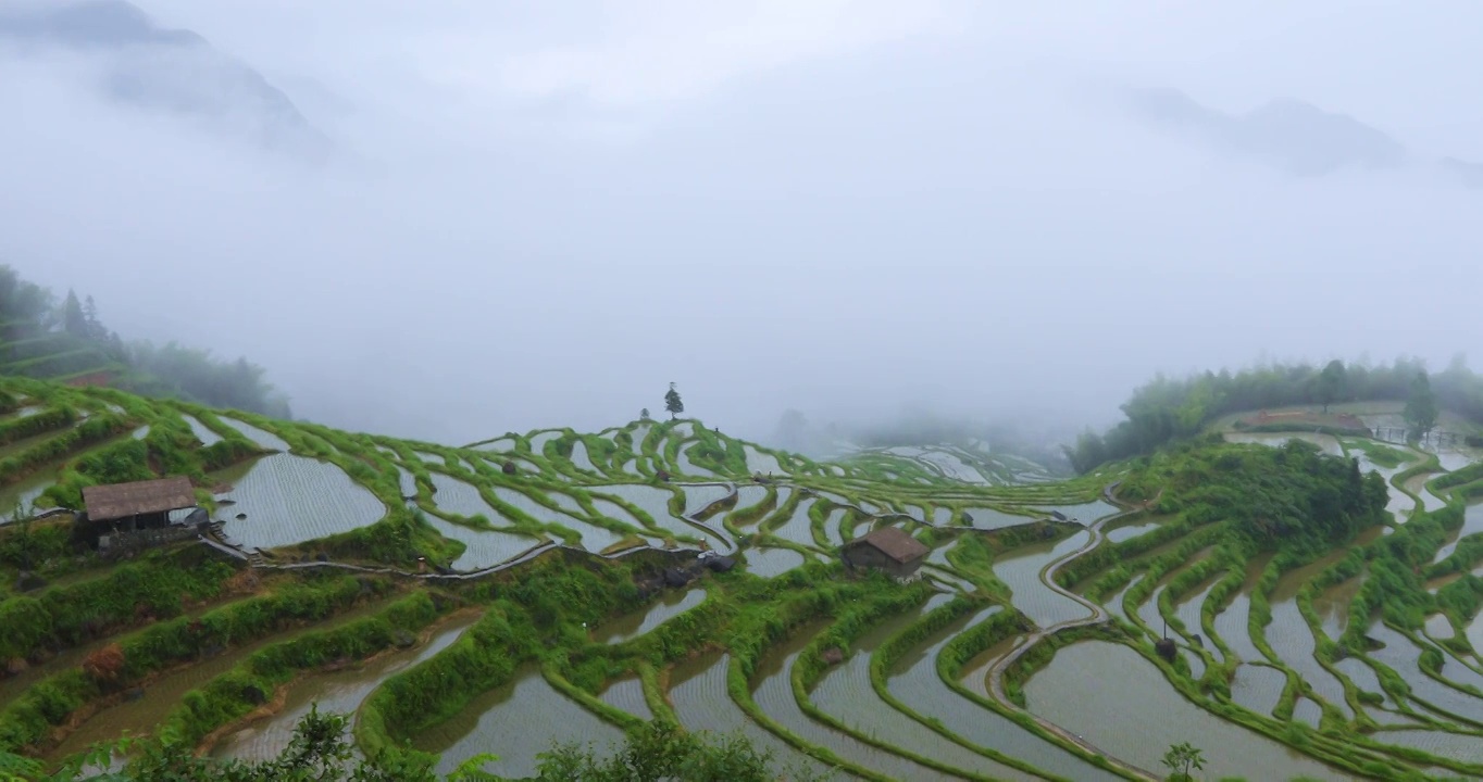 浙江丽水云和高山梯田稻田烟雨朦胧风光视频素材