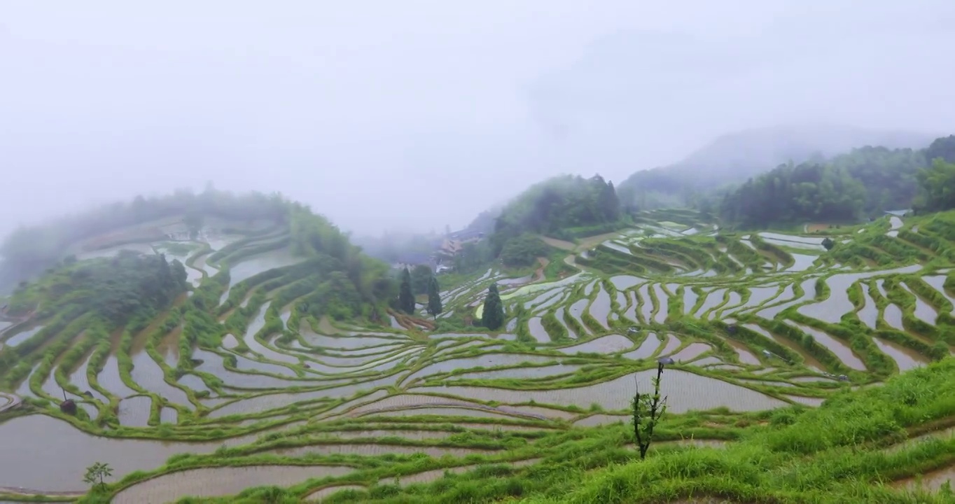 浙江丽水云和高山梯田稻田烟雨朦胧风光视频素材