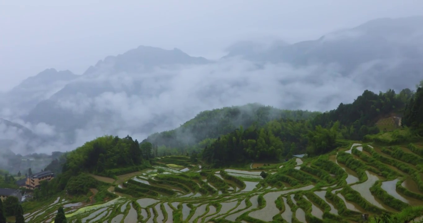 浙江丽水云和高山梯田稻田烟雨朦胧风光视频素材