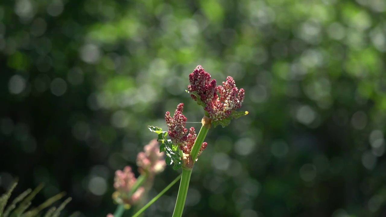 北京房山百草畔自然风景区野花盛开视频素材