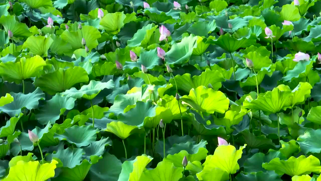 夏日荷花视频素材