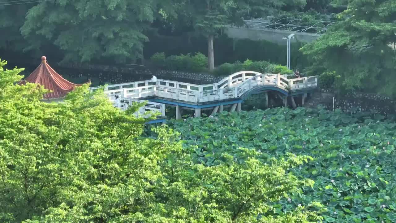 广西农业科学院荷花池视频素材