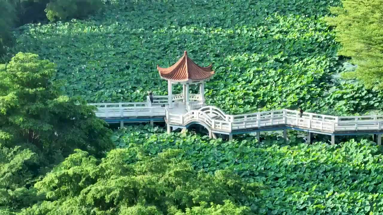 广西农业科学院荷花池视频素材