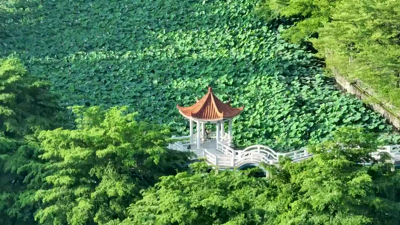 广西农业科学院荷花池视频素材