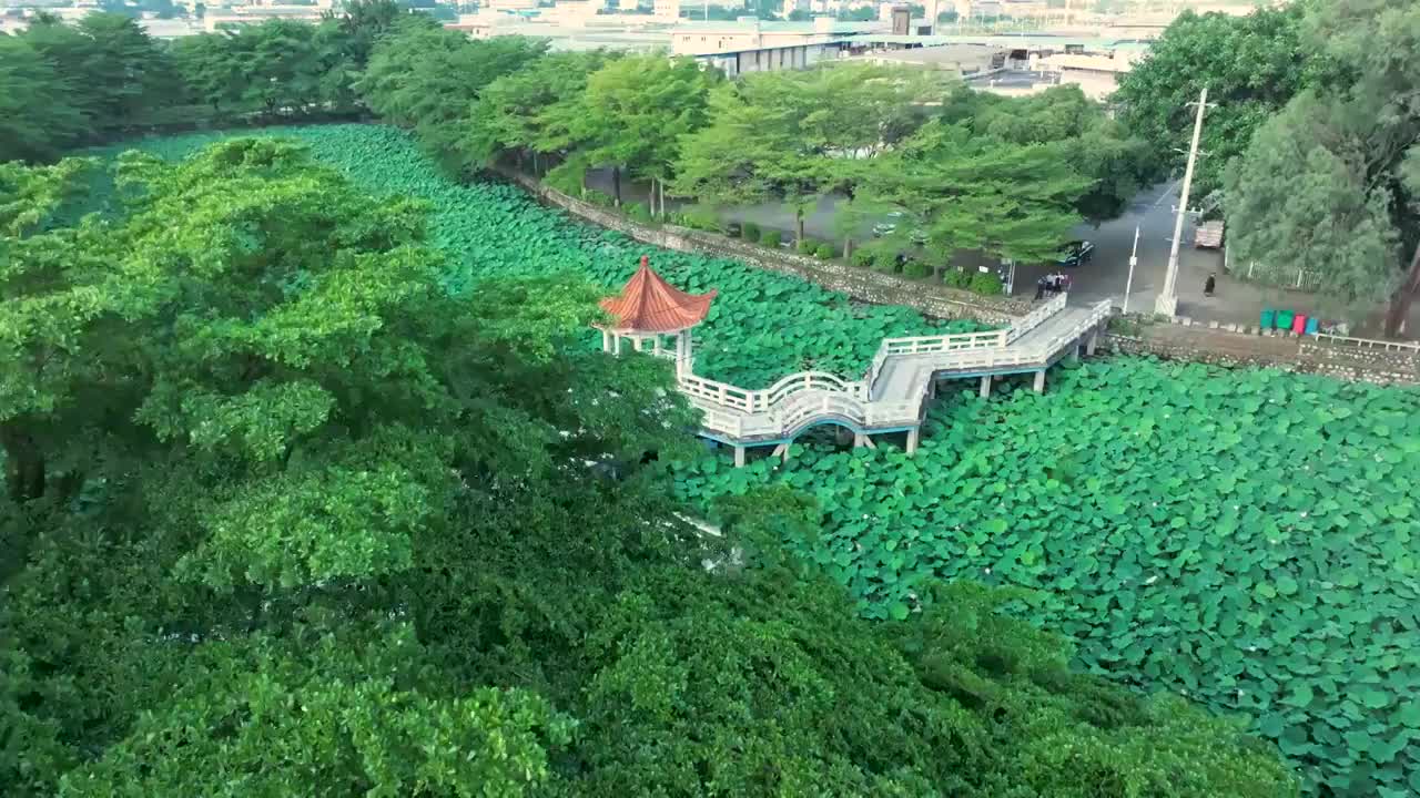 广西农业科学院荷花池视频素材