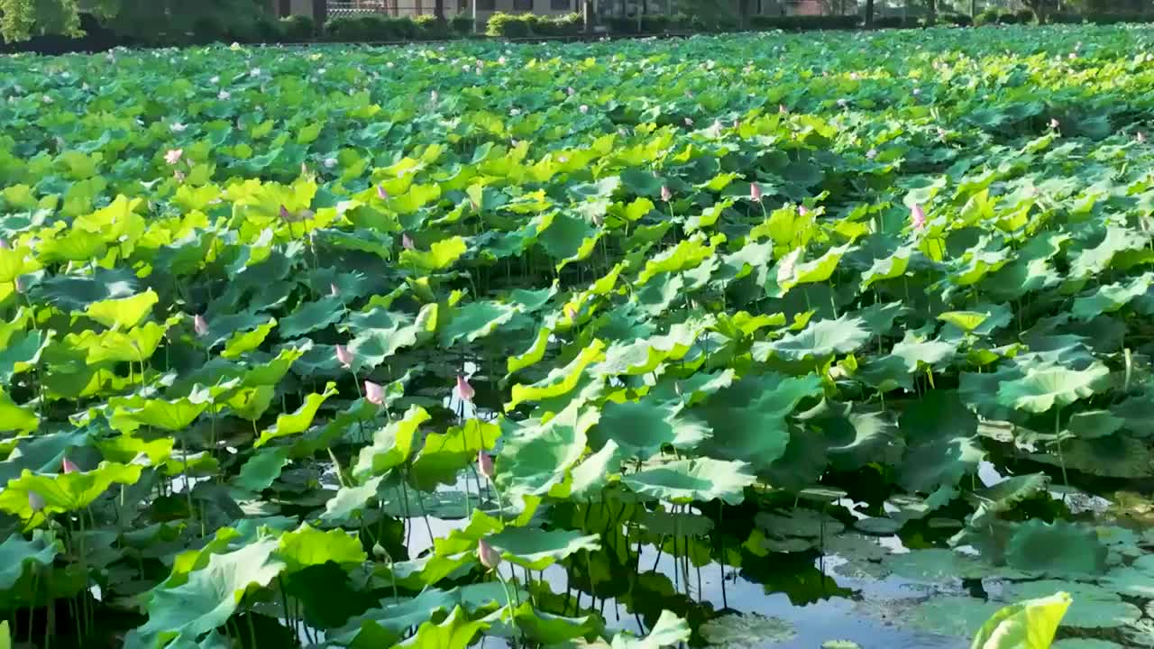 广西农业科学院荷花池视频素材