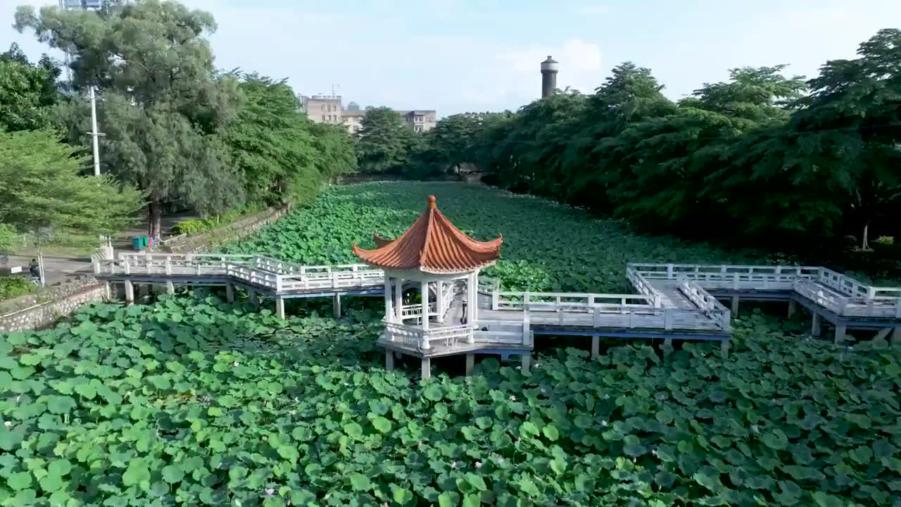 广西农业科学院荷花池视频素材