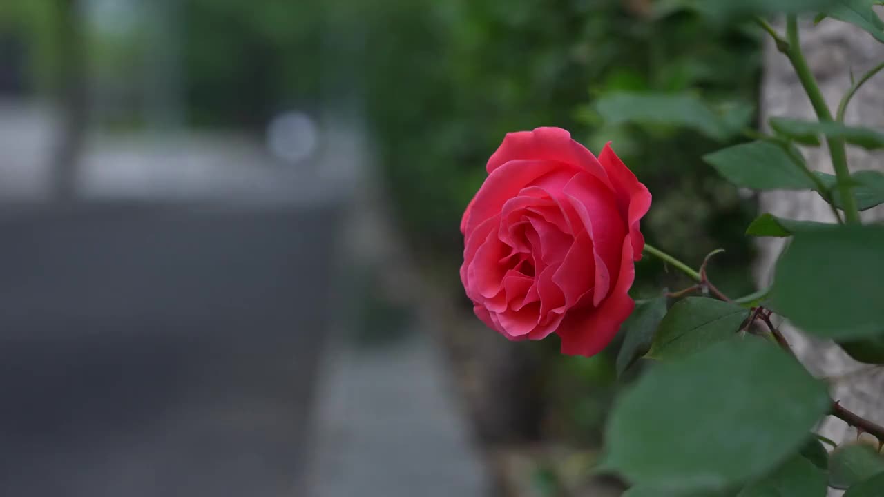 路边小红花（4k 50帧 42210比特）视频下载