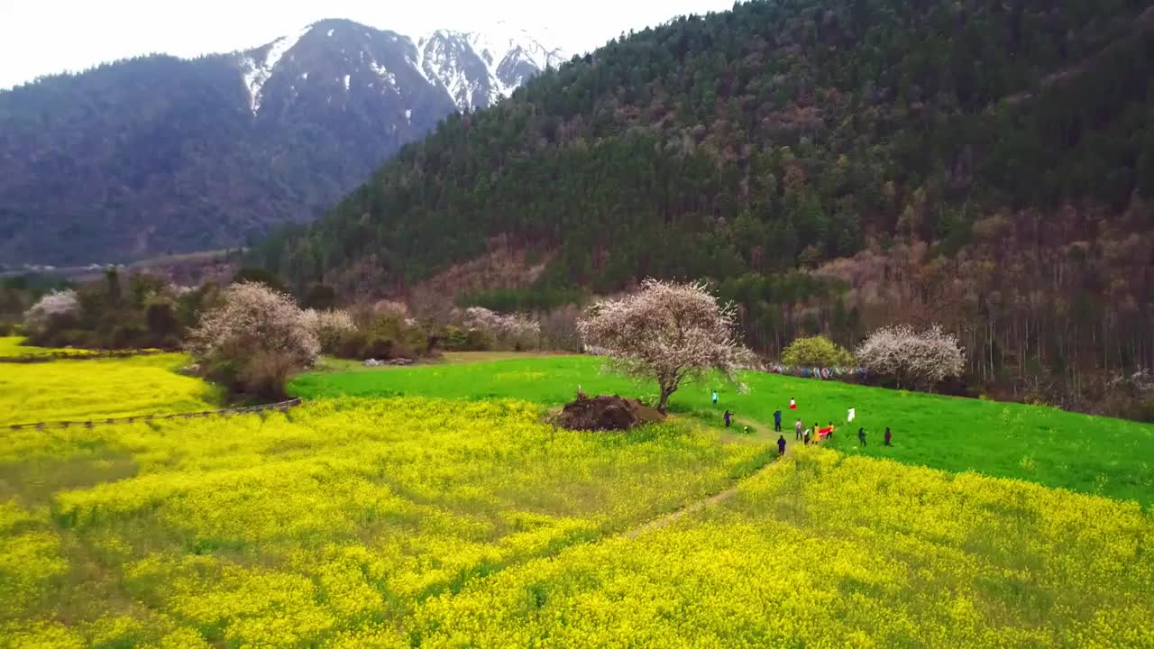 西藏林芝波密桃花村桃花节航拍视频素材