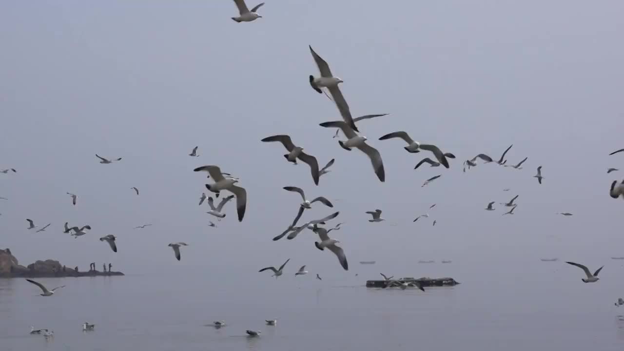 青岛，海边的海鸥视频素材