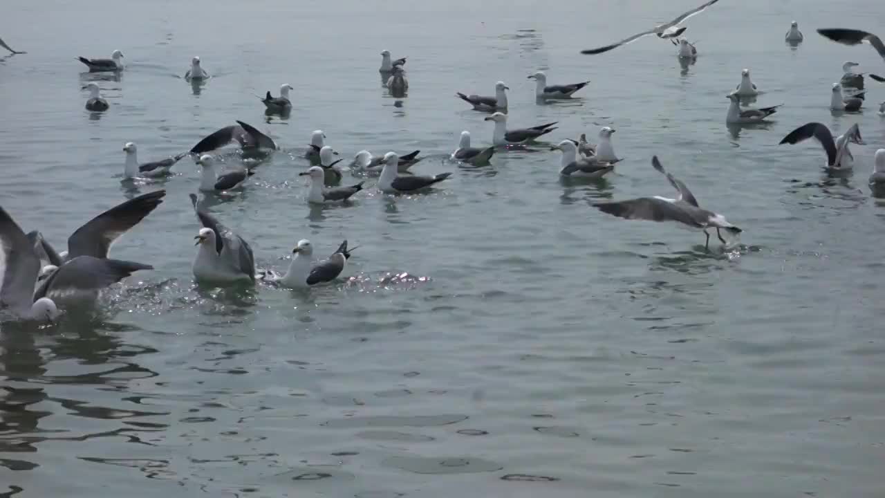 青岛，海边的海鸥视频素材