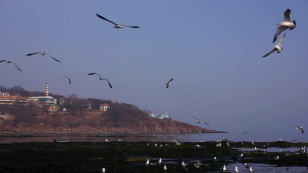 青岛，海边的海鸥视频素材