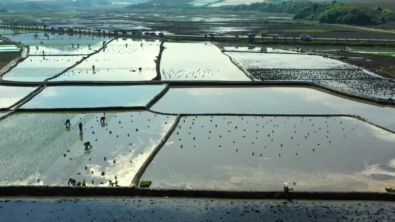 东北乡村水稻种植视频下载