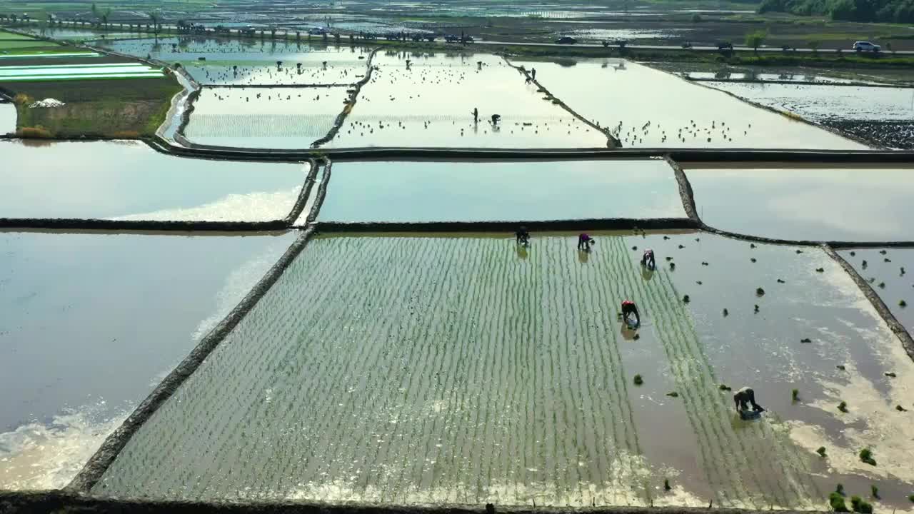 东北乡村水稻种植视频下载