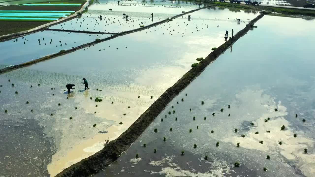 东北乡村水稻种植视频素材