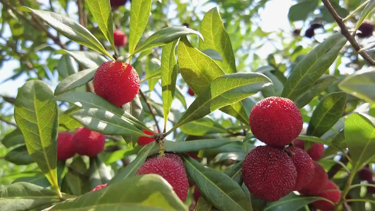 无锡马山的杨梅视频素材