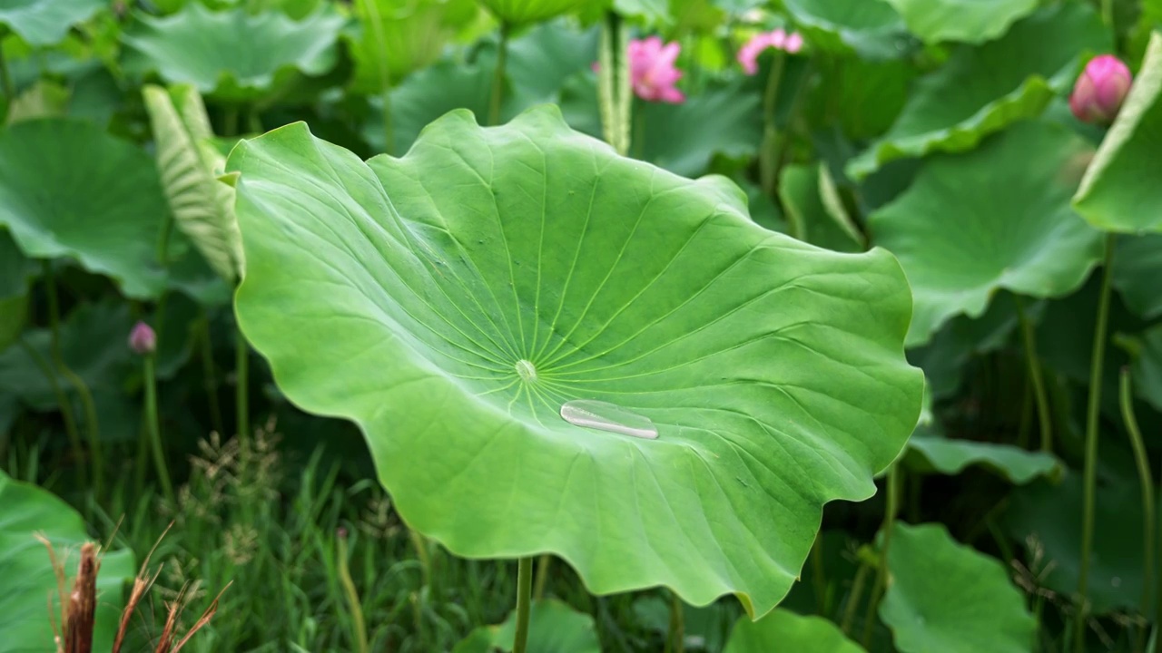 水滴滑落雨中荷花视频素材