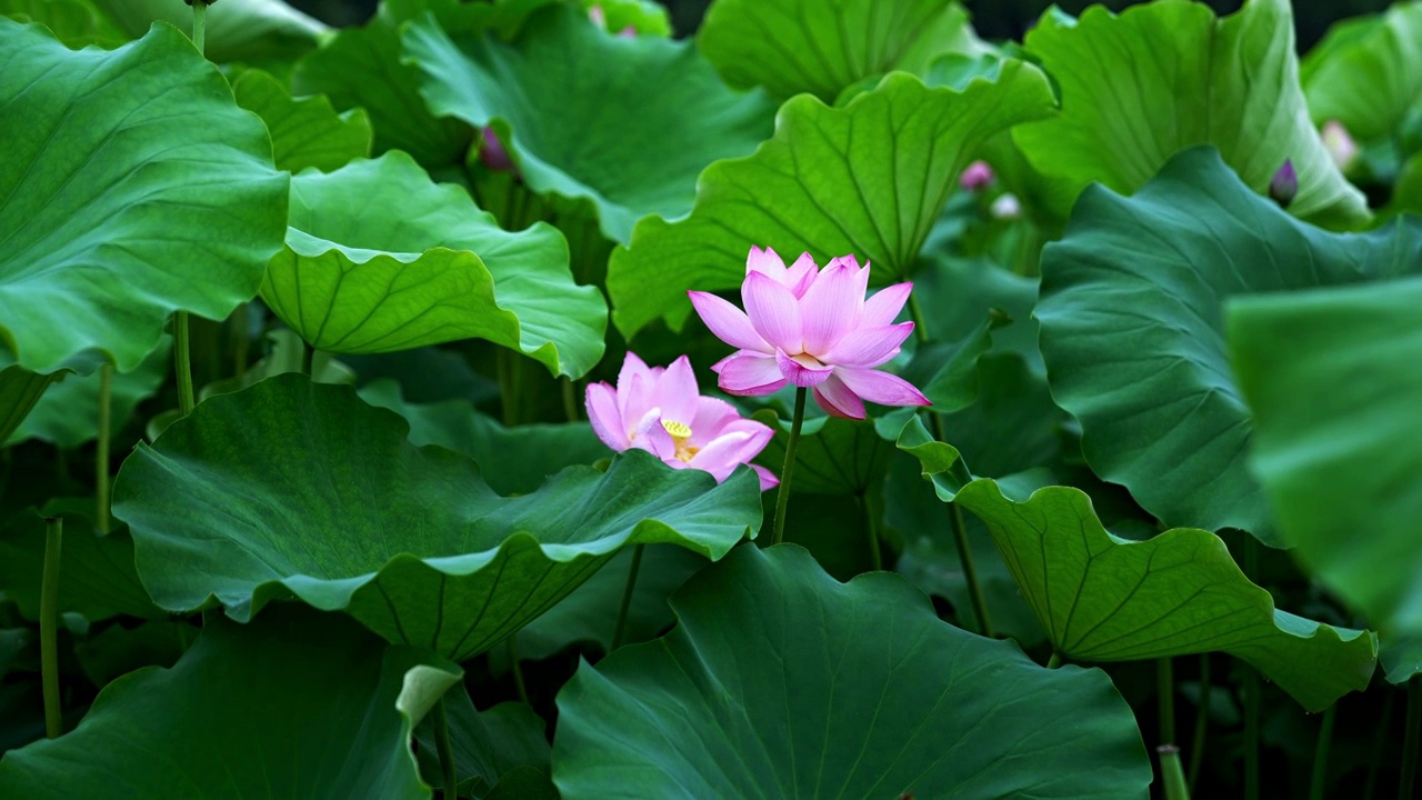 水滴滑落雨中荷花视频素材