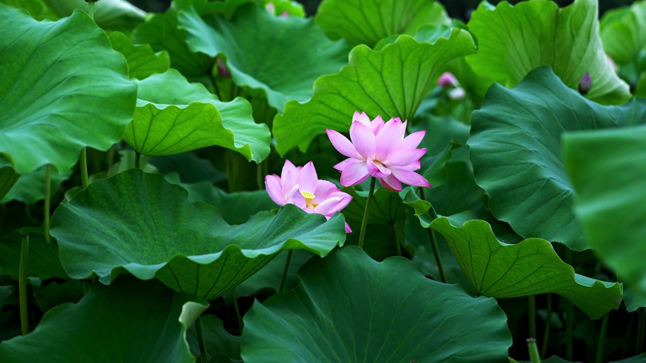 水滴滑落雨中荷花视频素材