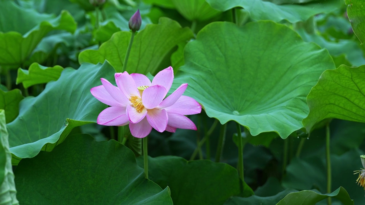 水滴滑落雨中荷花视频素材