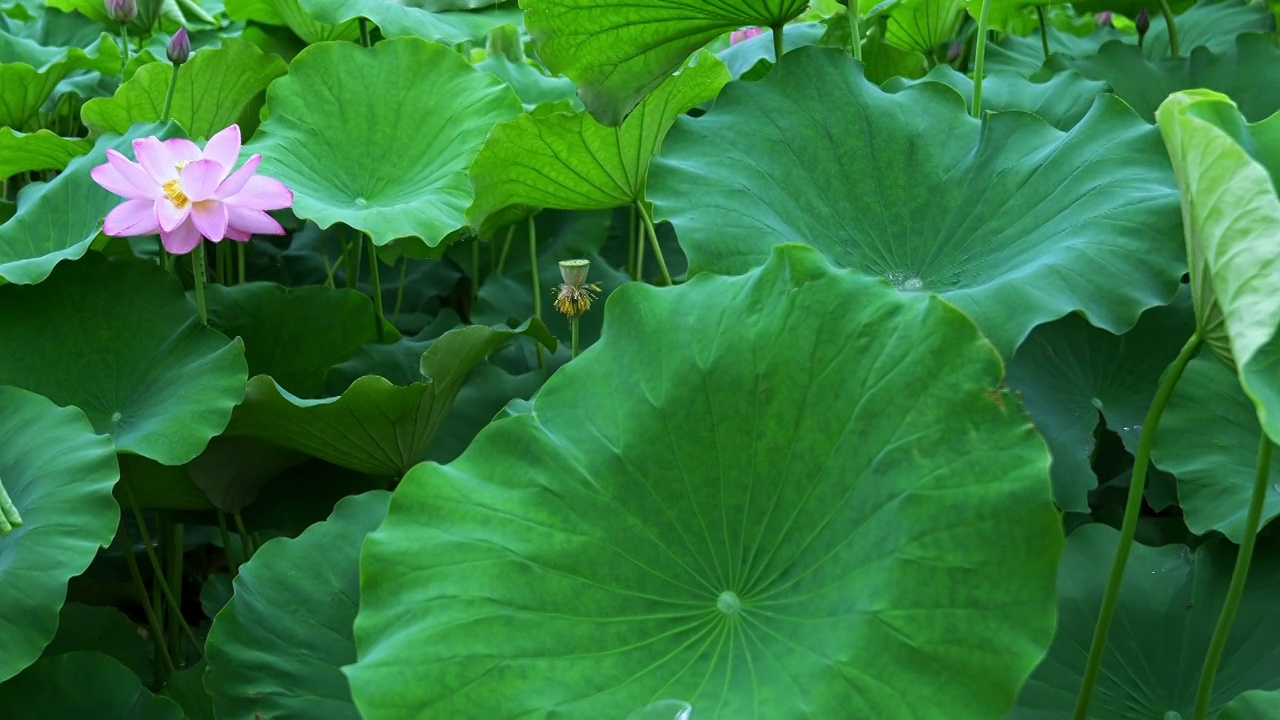 水滴滑落雨中荷花视频素材