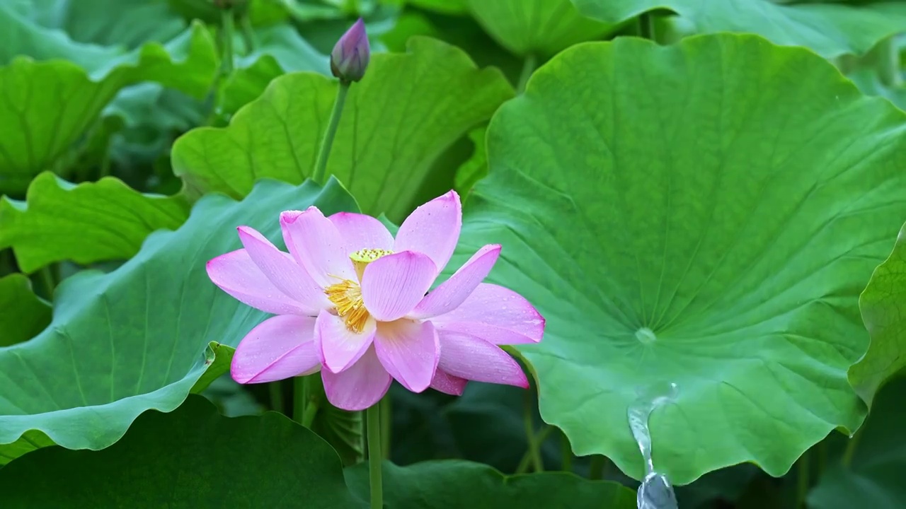 水滴滑落雨中荷花视频素材