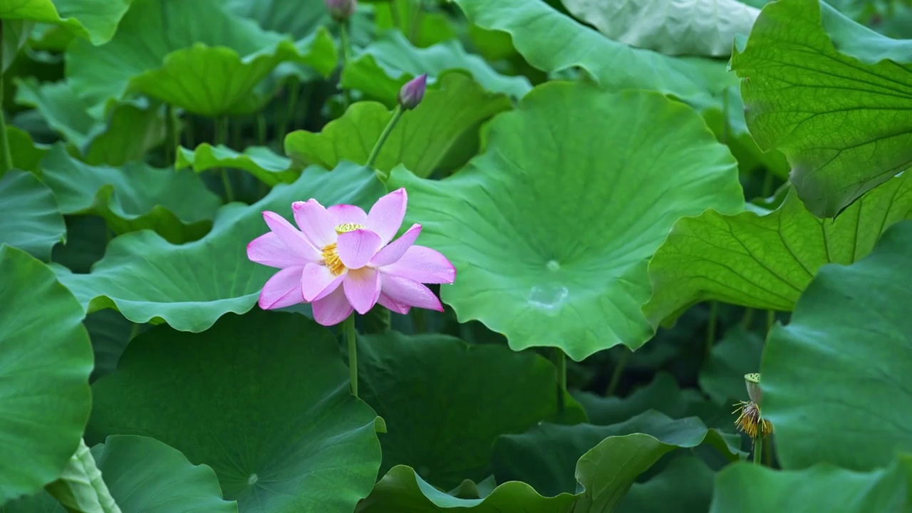 水滴滑落雨中荷花视频素材