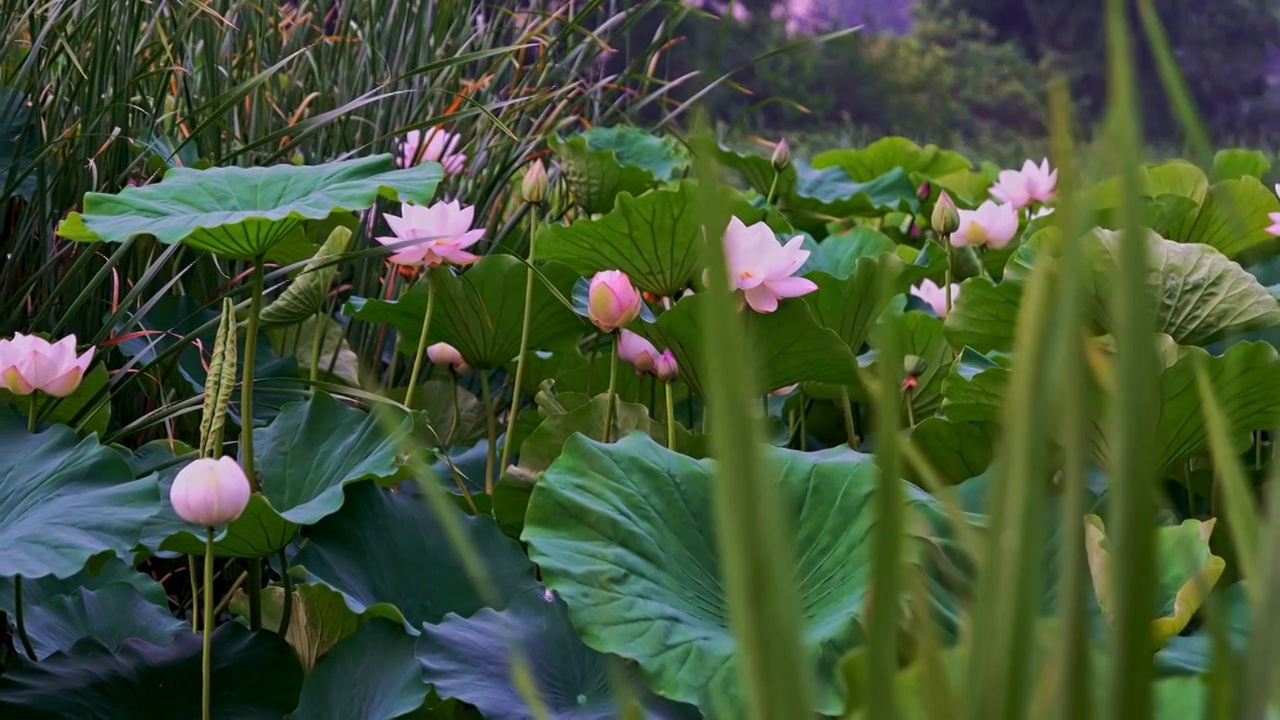 雨中荷花视频素材