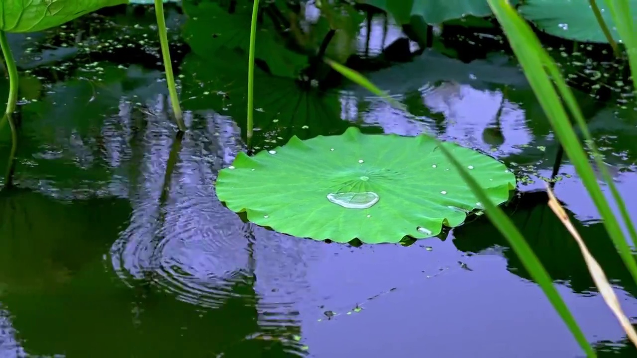 雨中荷花视频素材