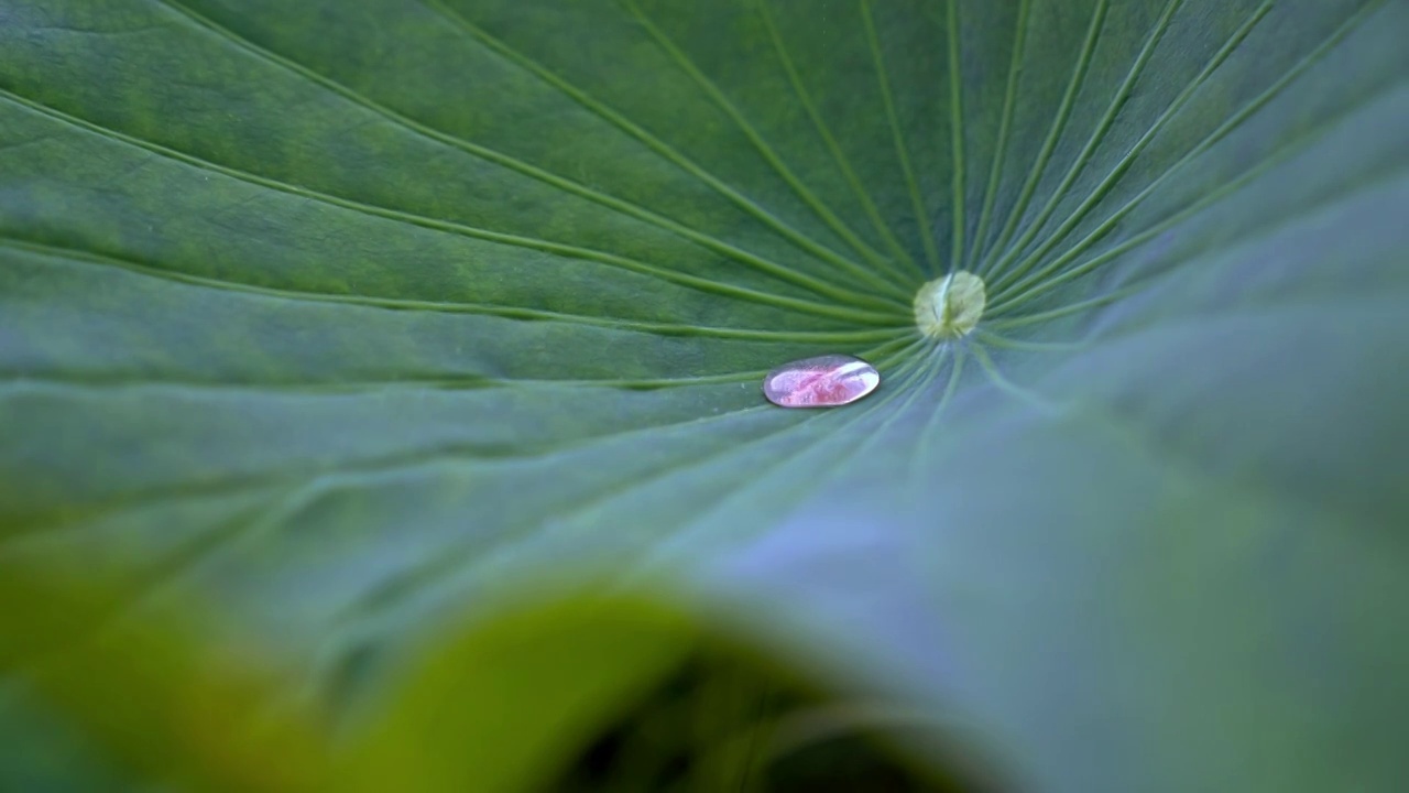 雨中荷花视频素材